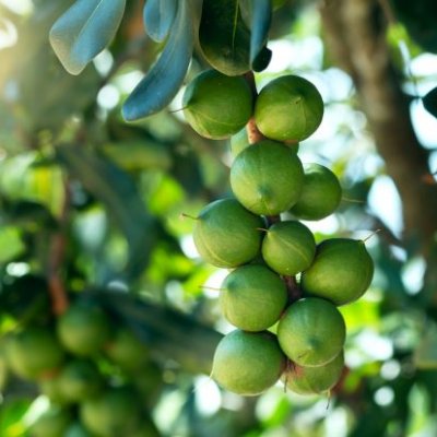 a cluster of green macadamias on a tree